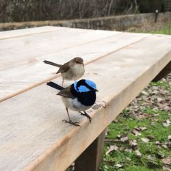 High angle view of bird perching on wood