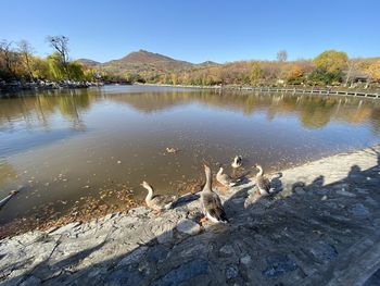 View of birds on lakeshore