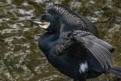 Close-up of bird perching on a lake