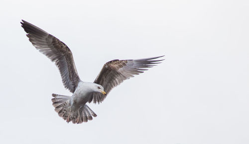 Low angle view of eagle flying against clear sky