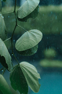 Close-up of raindrops on leaves