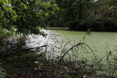 Scenic view of lake in forest