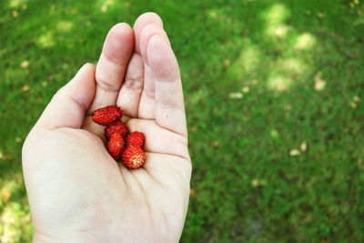Cropped image of hand holding wild strawberries