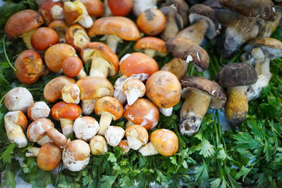 High angle view of mushrooms