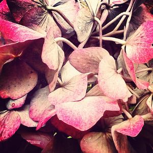 Full frame shot of pink leaves