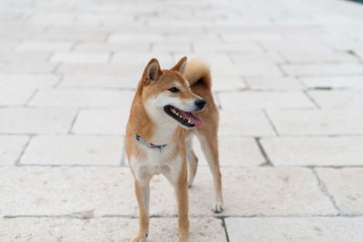 High angle view of dog standing on footpath