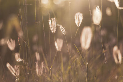 Close-up of stalks in field