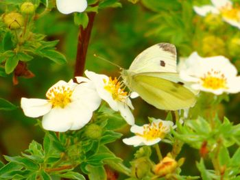 Close-up of insect on white flowers