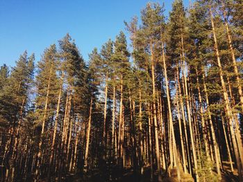 Low angle view of trees in forest against clear sky