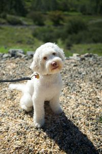 Portrait of bichon frise relaxing on field