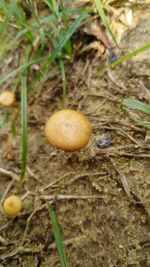 Close-up of mushrooms