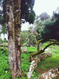 Trees growing in forest