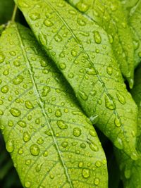 Close-up of raindrops on leaves