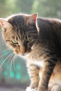 Close-up portrait of cat sitting outdoors