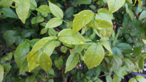 Close-up of water drops on plant