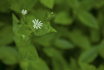 Close-up of green plant