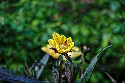 Close-up of yellow flower against blurred background