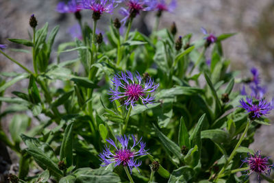 Close-up of purple flowering plant