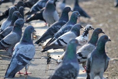 Close-up of pigeons