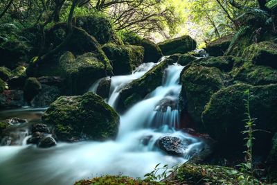 Scenic view of waterfall in forest