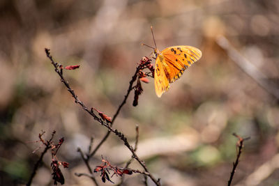 Close-up of butterfly on dry leaf