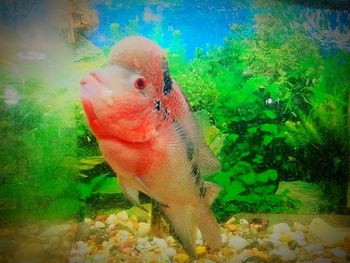 Close-up of fish swimming in aquarium