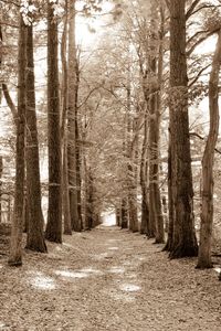 Dirt road amidst trees in forest