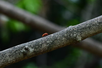 branch