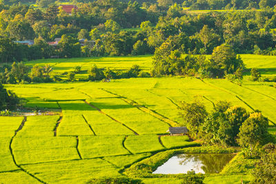 Scenic view of agricultural field