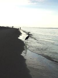 Birds on beach