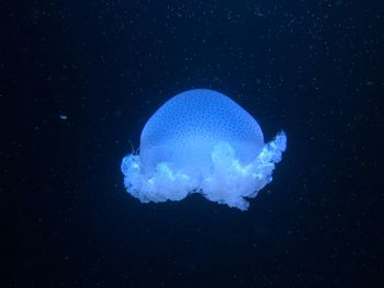 View of jellyfish in sea