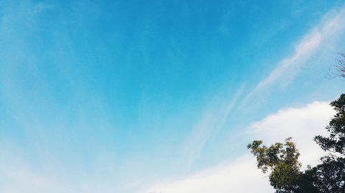 Low angle view of trees against blue sky