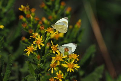 Close-up of butterfly pollinating on flower