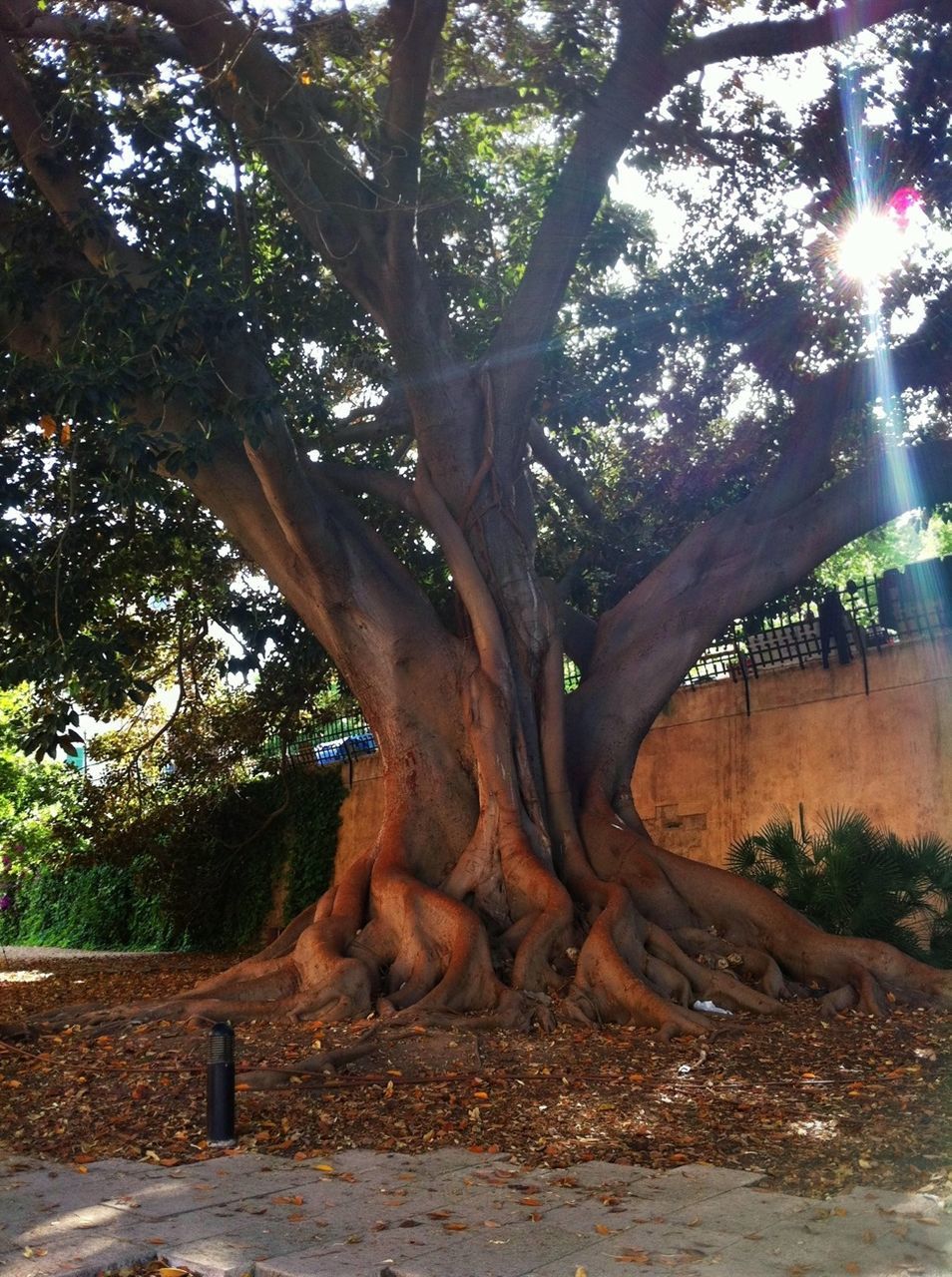 tree, tree trunk, sunlight, growth, sunbeam, nature, branch, tranquility, sun, lens flare, low angle view, beauty in nature, shadow, park - man made space, sunny, day, tranquil scene, outdoors, no people, scenics