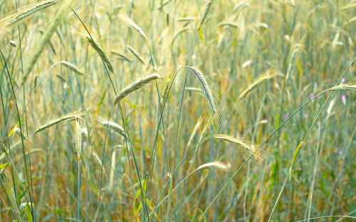 Wheat growing on field