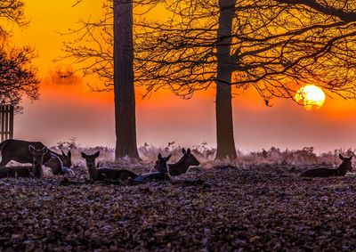 Silhouette trees on landscape during sunset