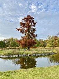 Tree by lake against sky