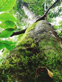 Low angle view of tree in forest