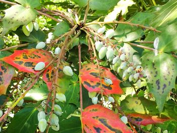 Close-up of fruits on tree