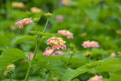 Multicolored lantana flowers in the garden. beautiful colorful hedge flower, weeping lantana.