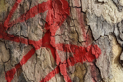 Full frame shot of tree trunk