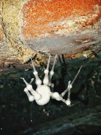 Close-up of frozen spider web