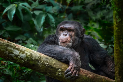 Monkey sitting on tree