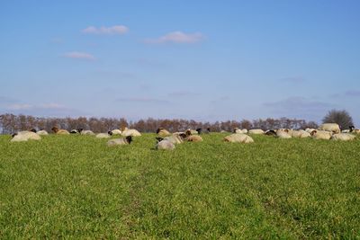 Flock of sheep on grassy field