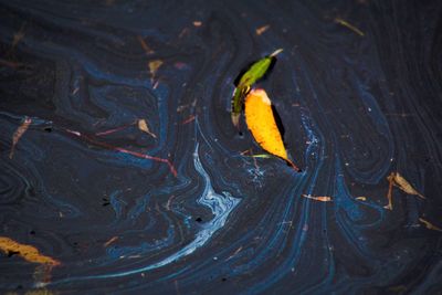 Close-up of yellow flower