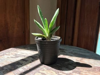 A succulent in the sun. 