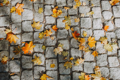 Directly above shot of maple leaves on footpath