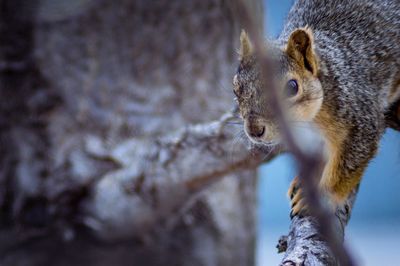 Close-up of squirrel