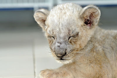 Close-up of a cat