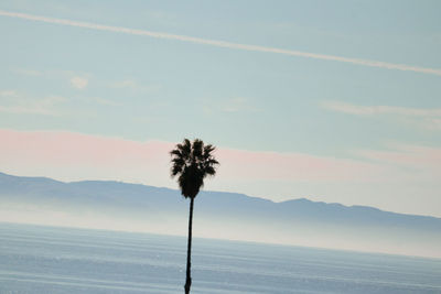 Palm tree by sea against sky